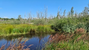 Cuxland